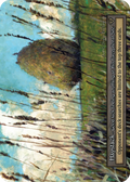 Haystack — Gothic Standard